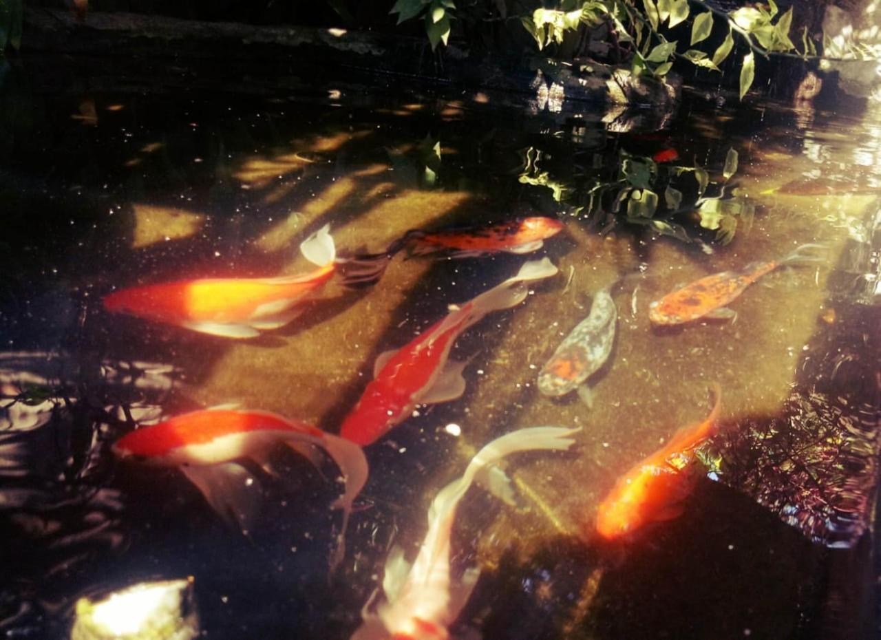 Pondok Ayu Homestay Ubud Exteriér fotografie